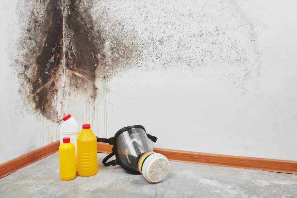 Best Mold Removal Specialists  in Spinnerstown, PA