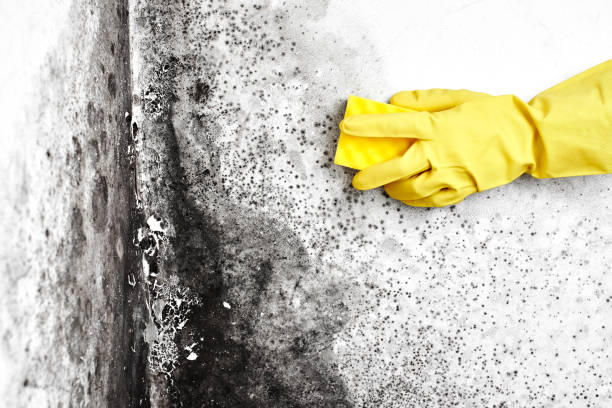 Best Professional Mold Removal  in Spinnerstown, PA
