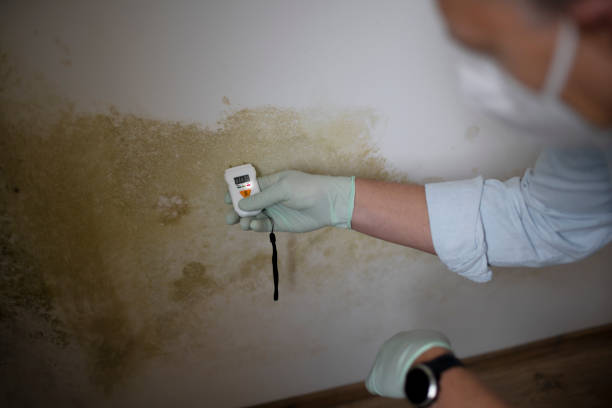 Best Fast Mold Removal  in Spinnerstown, PA