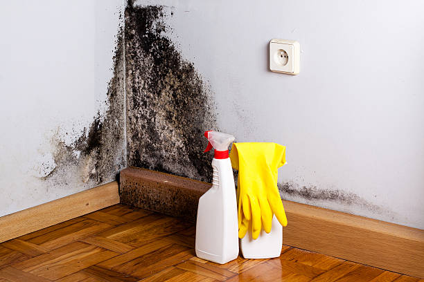 Best Toxic Mold Removal  in Spinnerstown, PA