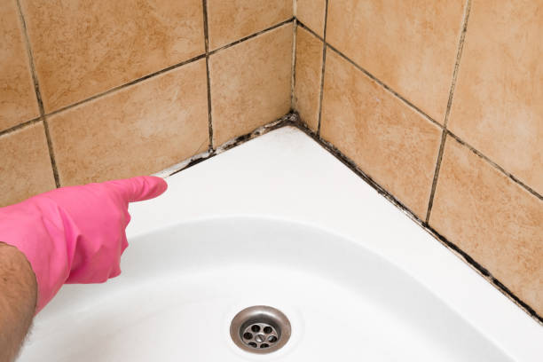 Best Commercial Mold Removal  in Spinnerstown, PA