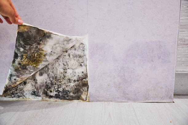 Best Crawl Space Mold Removal  in Spinnerstown, PA